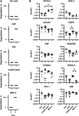 The degradation of gelatin/alginate/fibrin hydrogels is cell type dependent and can be modulated by targeting fibrinolysis